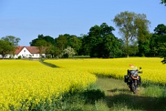 08) 19 Maggio 2018 - Seguendo i campi di colza in fioritura